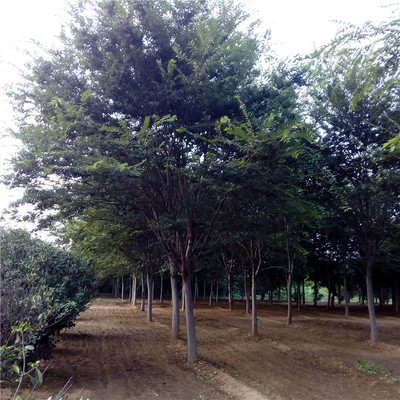 苗木櫸樹圖片