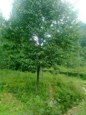 綠蔭苗木基地