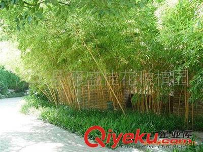 供應德盛桂花園林優(yōu)質(zhì)綠化竹苗一級紫竹 工廠綠化 小區(qū)綠化專用-沭陽縣德盛桂花種植園提供供應德盛桂花園林優(yōu)質(zhì)綠化竹苗一級紫竹 工廠綠化 小區(qū)綠化專用的相關介紹、產(chǎn)品、服務、圖片、價格沭陽縣德盛桂花種植園、綠化苗木;盆景培植;銷售;種子;草坪;喬木;早籽;花木