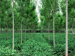 速生白蠟專業(yè)供應商 速生白蠟種植-山東淄博增盛苗木中心提供速生白蠟專業(yè)供應商 速生白蠟種植的相關介紹、產(chǎn)品、服務、圖片、價格速生白蠟、山東扶芳藤球、扶芳藤球種植、山東白皮松、山東西府海棠、山東速生白蠟、