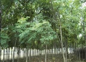 供應臭椿樹苗-山東臭椿樹苗最新報價?春雨苗木基地_農(nóng)副產(chǎn)品