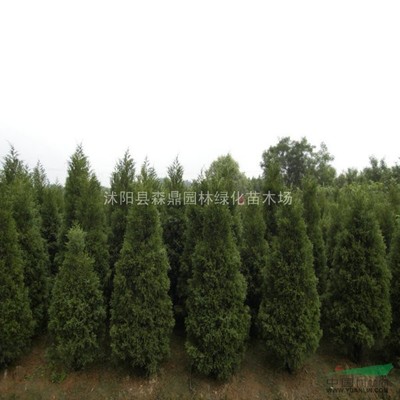 沭陽縣森鼎園林綠化苗木場