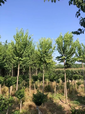 山東聊城高唐絲棉木小苗基地