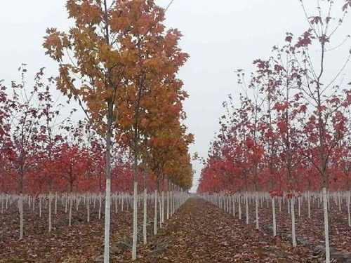 金楓綠化 圖 精品苗木美國紅點(diǎn)紅楓 紅點(diǎn)紅楓