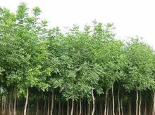 花卉苗木產品查詢-中國焊材網(chinahancai.com)中國機電專業站