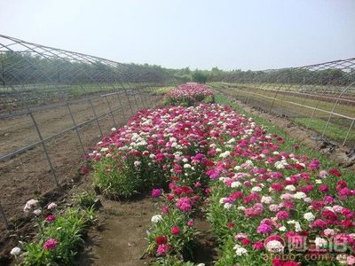 【福建泉州石竹袋苗、價格實惠】綠化苗木,價格,廠家,供應商,花木,龍海市東泗興輝園藝場 - 產品庫