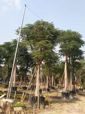 【福建漳州基地直銷袋苗移植鳳凰木,廈門鳳凰木開花】綠化苗木,價格,廠家,供應商,花木,漳浦縣閩龍花卉種植園 - 產品庫