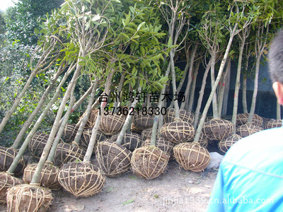 供應綠化苗木--丹桂桂花 浙江臺州鴻軒苗木_供應產品_臺州市黃巖鴻軒苗木場