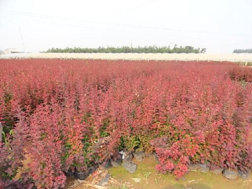 山東綠化苗木種植基地