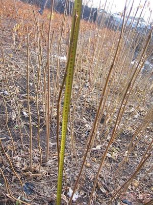 【黃菠蘿苗廠家/占地苗/藥材苗】寬城區永發苗木培育基地 - 產品庫