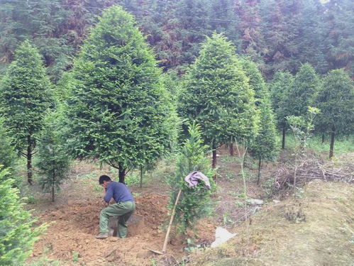 在農村種植綠化苗木有發展前途嗎 最具市場潛力的苗木有哪些