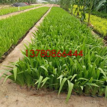 青州市曉敏花卉苗木專(zhuān)業(yè)合作社
