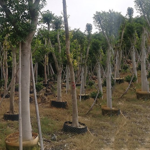 正宗小葉榕樹苗四季樹苗庭院南北方綠植風景樹地栽高山大榕樹包郵