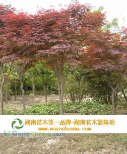 供應10公分紅楓,10公分紅楓價格_農副產品_世界工廠網中國產品信息庫