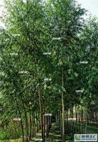 大量1農(nóng)神竹柳種苗 品種優(yōu)良[供應]_綠化苗木_世界工廠網(wǎng)中國產(chǎn)品信息庫