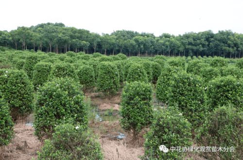 中花協(xié)綠化觀賞苗木分會赴嵊州進行苗木產(chǎn)業(yè)調研