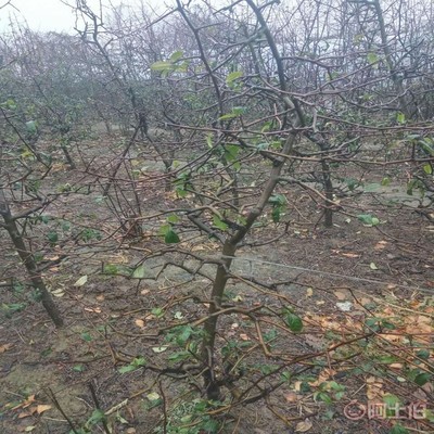 【誠信經(jīng)營海棠苗廠家木瓜海棠的價格】泰安高新區(qū)旺運苗木中心 - 產(chǎn)品庫