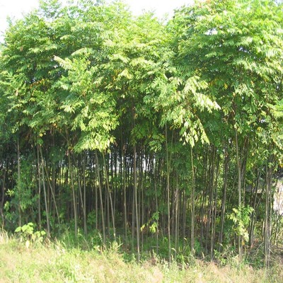 工程綠化苗木 基地欒樹樹苗 黃山欒樹苗 綠化行道樹木 規(guī)格齊全