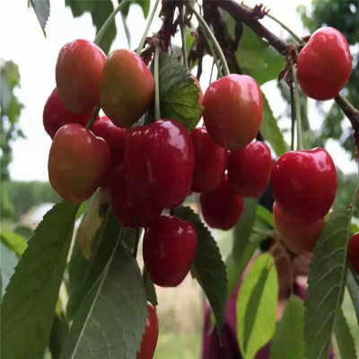 新疆阿勒泰地區 新聞 吉塞拉6號砧木櫻桃苗 粗度6厘米櫻桃苗價格