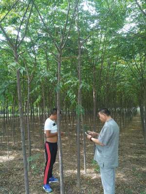 「苦楝樹」最新苦楝樹_價格_圖片_產(chǎn)地報價表-江蘇沭陽長景園林苗木場