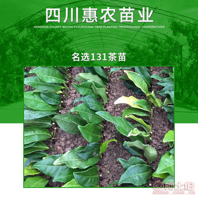 【攀枝花名選131茶苗市場價&優質良種名選131茶苗】名選131茶苗,價格,廠家,供應商,其他農業,雅安市名山區惠農苗木種植農民專業合作社 - 產品庫