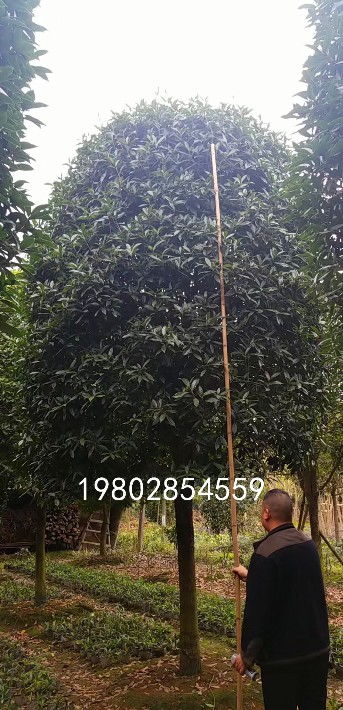 【桂花樹出售,苗木種植基地批發】- 