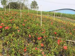 廣西盆栽花卉哪里有--廠家直銷南寧花卉苗木,哪里有賣(南寧花卉苗木,南)--南寧市碧桂花木場