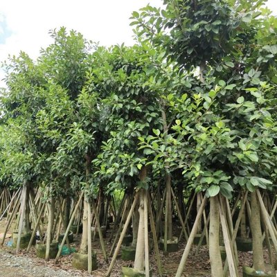 高山榕樹容器苗 全冠高山榕移栽苗 綠化風景樹 常綠大喬木