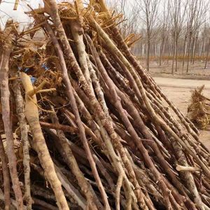 苗木產品
