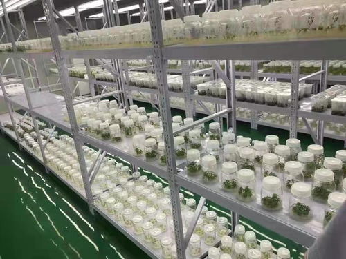 武漢 蔬菜花卉種苗工廠化生產標準化試點項目,實施半年多商品苗提高了5 以上