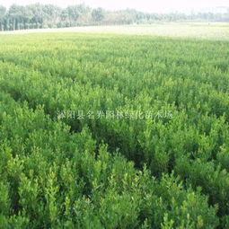 基地批發(fā)精品小葉女貞球 細(xì)葉臘球 園林綠化苗 產(chǎn)地貨源 沭陽(yáng)縣名界園林綠化苗木場(chǎng)
