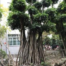【造型小葉榕供應(yīng)、基地直轄、造型優(yōu)美】綠化苗木,價格,廠家,供應(yīng)商,花木,龍海市東泗興輝園藝場 - 產(chǎn)品庫