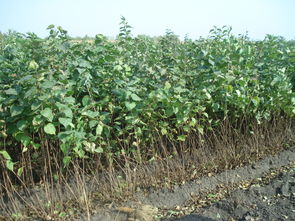 臨沂市進(jìn)口野菊花種子怎么賣(mài)