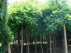 山東絲錦木推薦|絲錦木批發(fā)價(jià)格圖片|山東絲錦木推薦|絲錦木批發(fā)價(jià)格產(chǎn)品圖片由青州市 花卉苗木園藝場(chǎng)公司生產(chǎn)提供-